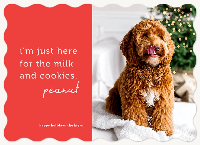Playful Pets Personalized Holiday Cards