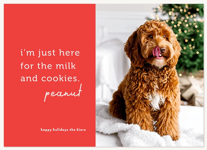 Playful Pets Personalized Holiday Cards